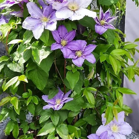 Santvort Luxury With Private Parking Lejlighed