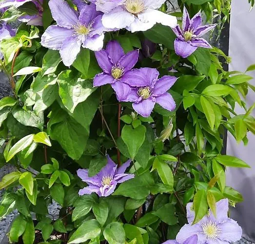 Santvort Luxury With Private Parking Apartment